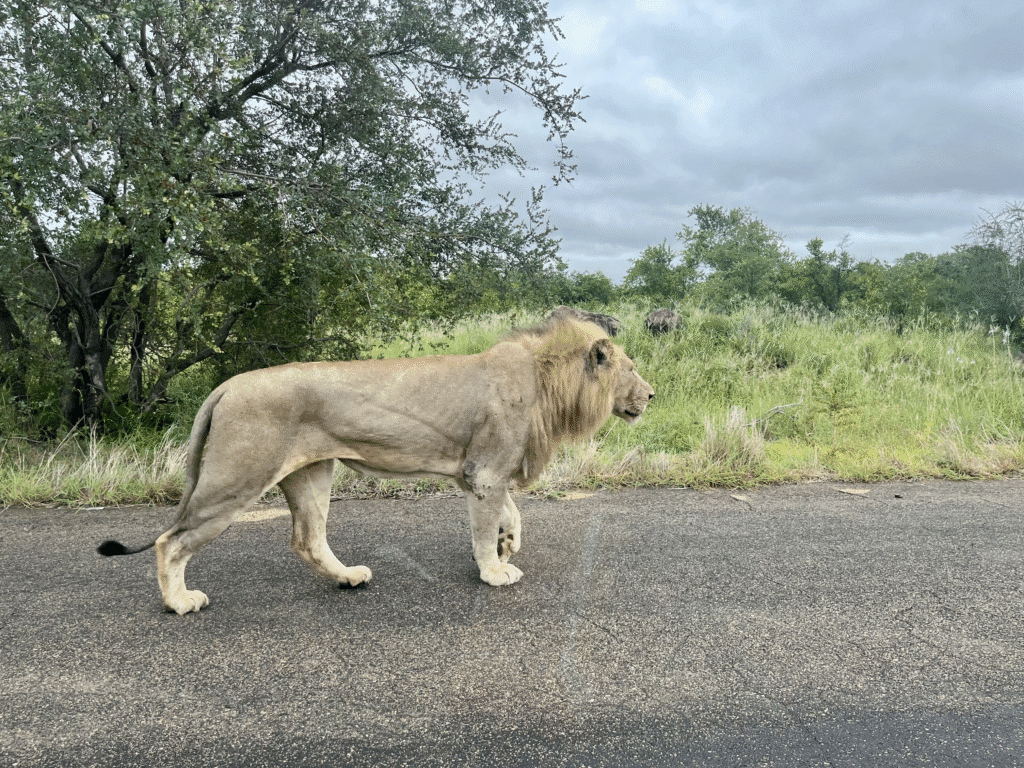 img 4048 2 risultato maschio di leone durante safari nel kruger