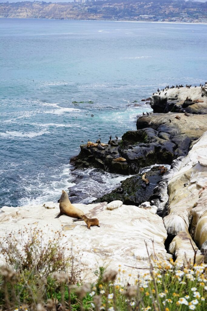 Foche sulla spiaggia di La Jolla a San Diego