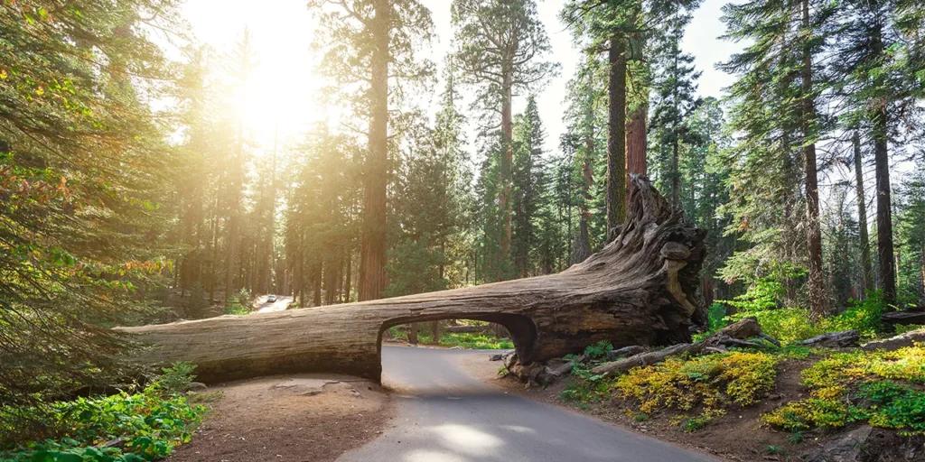 Sequoie cosi grandi da creare ponti per le auto