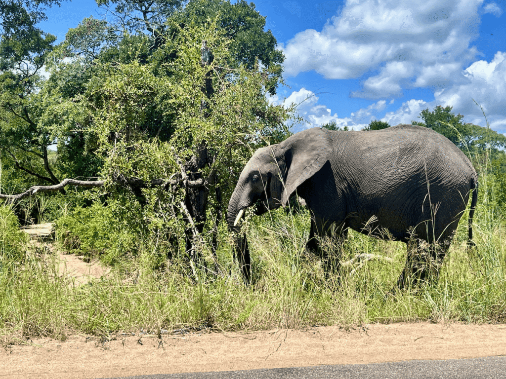 Elefante al Kruger