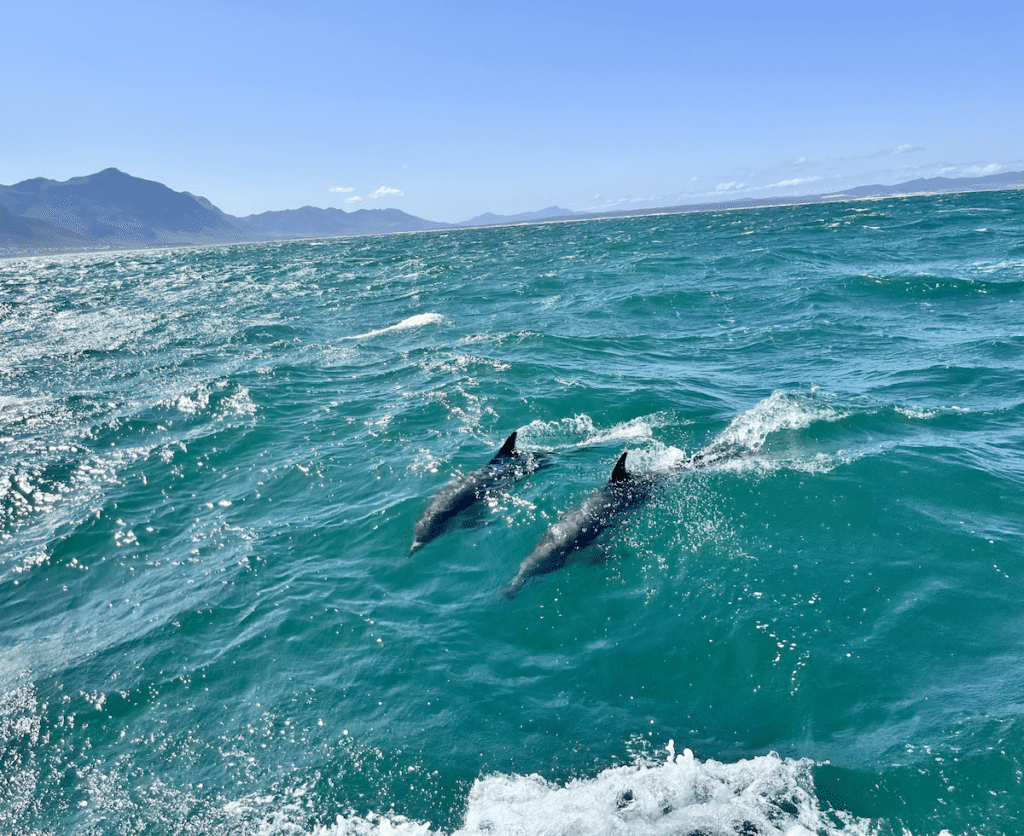 Delfini a Hermanus durante il whalewatching