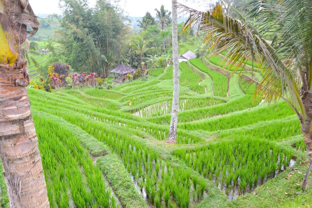 Le verdi risaie terrazzate di di Jatiluwih