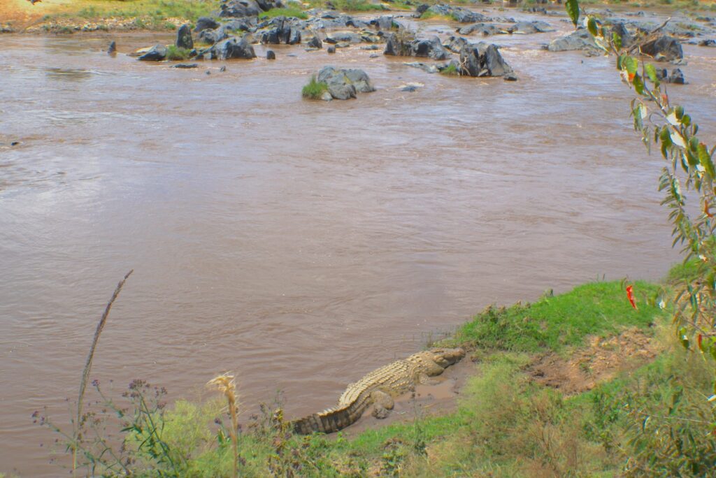 Coccodrillo che si riposa sul ciglio del fiume