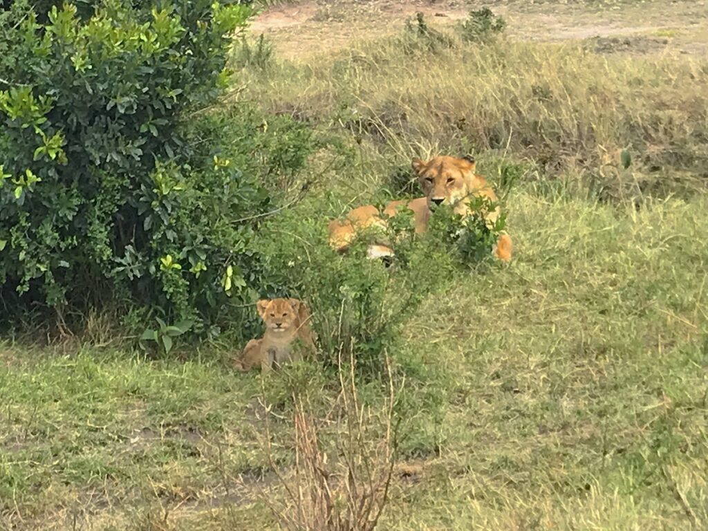 Un leone femmina con il suo cucciolo