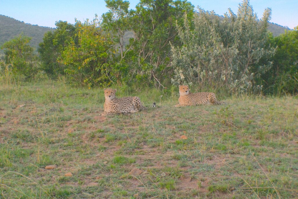 Coppia di ghepardi incuriositi dalla nostra presenza