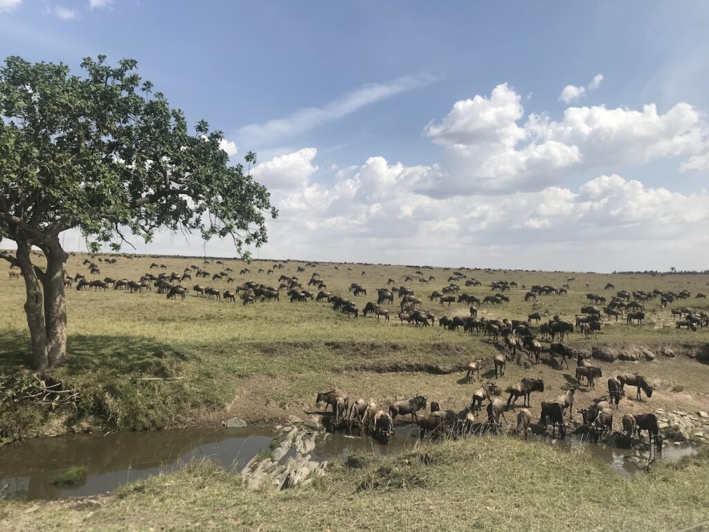 La Grande Migrazione degli gnu