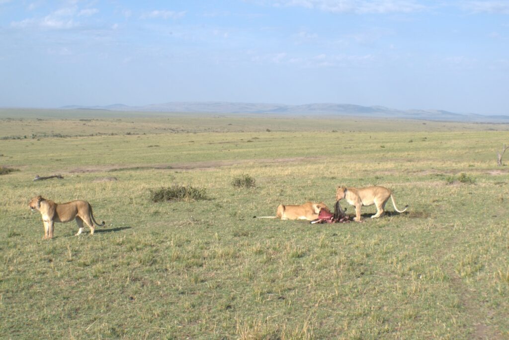 Branco di leoni intenti a divorare una preda appena catturata