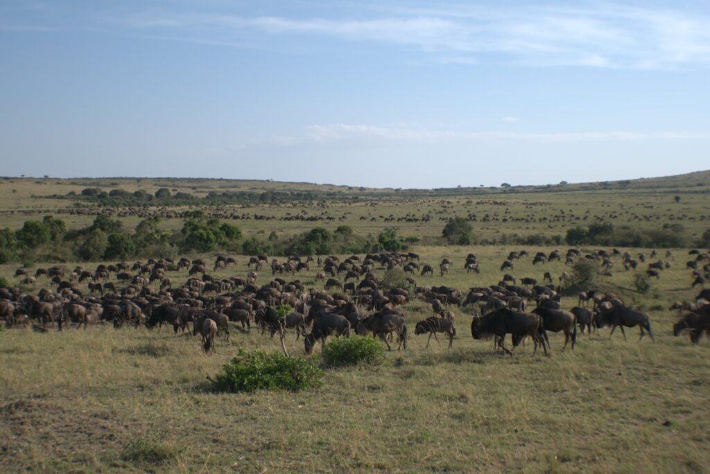 Migliaia di gnu durante la Grande Migrazione