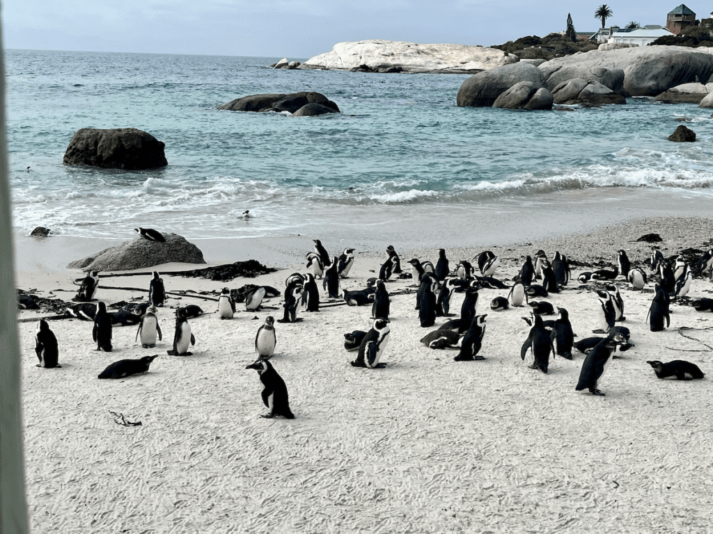 Pinguini a Boulder's Beach