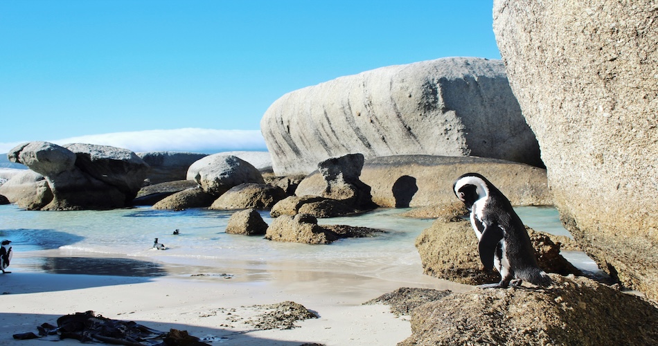 pinguini-boulders Boulders beach e pinguini africani