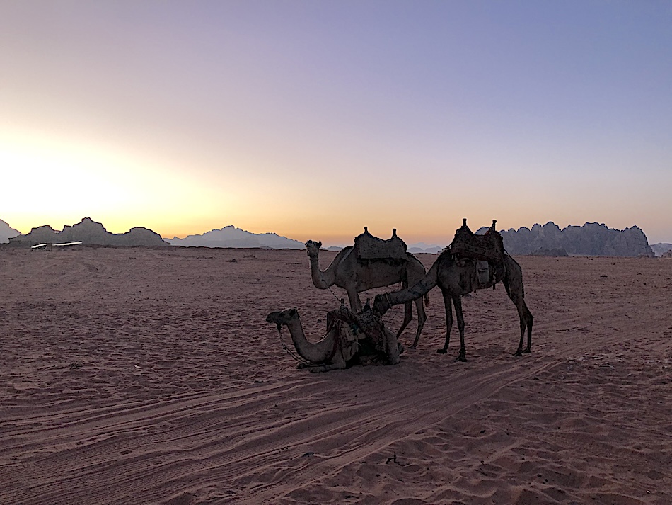 Cammelli al tramonto nel Wadi Rum